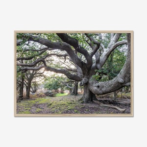 Old oak pathway: Forest Photography, Photo Print, Wall Art, Nature Wall Decor, landscape Art.