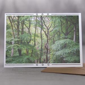 Carte de voeux Deep Forest - Superbes photographies de nature, vierge à l'intérieur