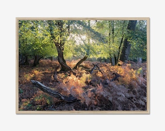 Golden Hour Forest-fotografieafdruk: rustige natuurmuurkunst