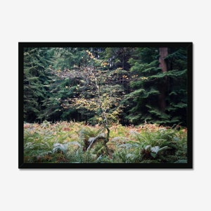 Tree of Life Autumn: Forest Photography, Photo Print, Wall Art, Nature Wall decor, Woodland Art