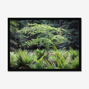Tree of Life: Forest Photography, Photo Print, Wall Art, Nature Wall decor, Woodland Art