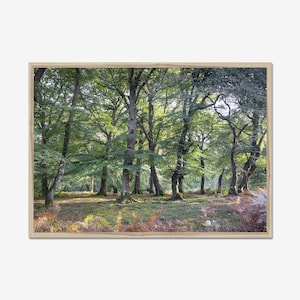 Tree gathering: Forest Photography, Photo Print, Wall Art, Nature Wall Decor, landscape Art.