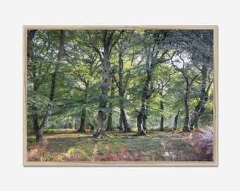 Bosfotografieprint: natuurlandschap muurkunst