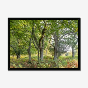 Tranquil Forest: Forest Photography, Photo Print, Wall Art, Nature Wall decor, Woodland Art