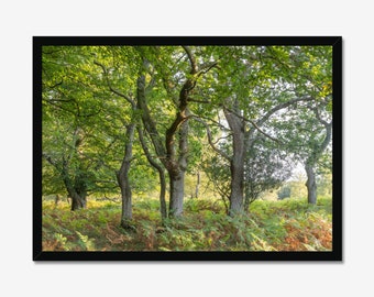 Rustige bosfotografieprint: natuurmuurkunst