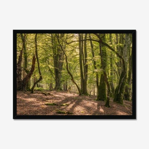 Dancing Shadows in the Forest, Forest Landscape, Photo Print, Wall Art