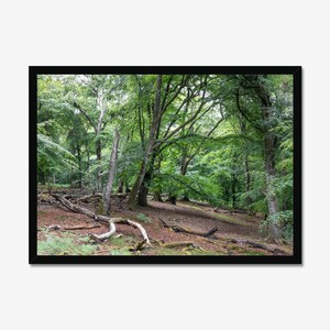 Forest's Endless Stories Print: Forest Scene, Forest Landscape, Photo Print, Wall Art, Nature Wall decor