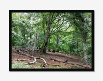 Forest's Endless Stories Print: Forest Scene, Forest Landscape, Photo Print, Wall Art, Nature Wall decor
