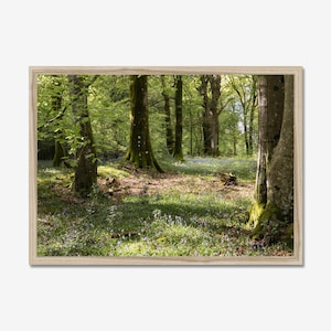 Bluebell spring greens : Forest Photography, Photo Print, Wall Art, Nature Wall Decor, landscape Art.