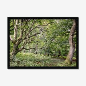 Shades of Green: Forest Scene, Forest Landscape, Photo Print, Wall Art, Nature Wall decor