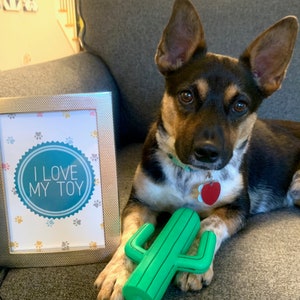 May include: A black and white dog with brown markings is sitting on a gray couch. The dog is holding a green cactus-shaped toy in its mouth. A silver picture frame with a white background and the text "I love my toy" is in the background.