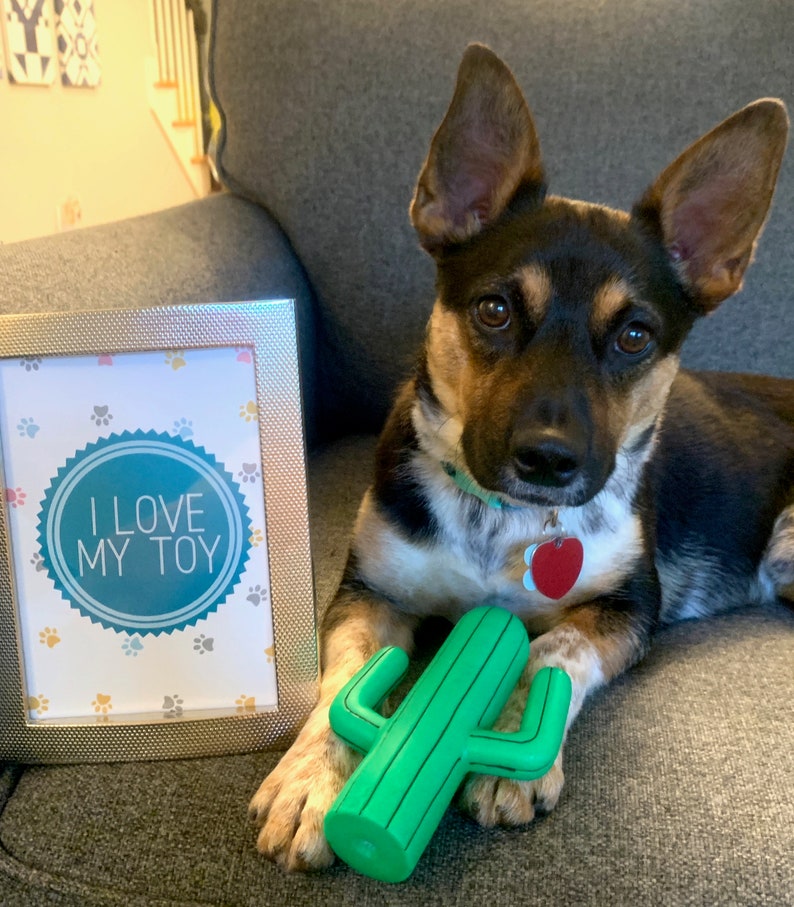 May include: A black and white dog with brown markings is sitting on a gray couch. The dog is holding a green cactus-shaped toy in its mouth. A silver picture frame with a white background and the text "I love my toy" is in the background.