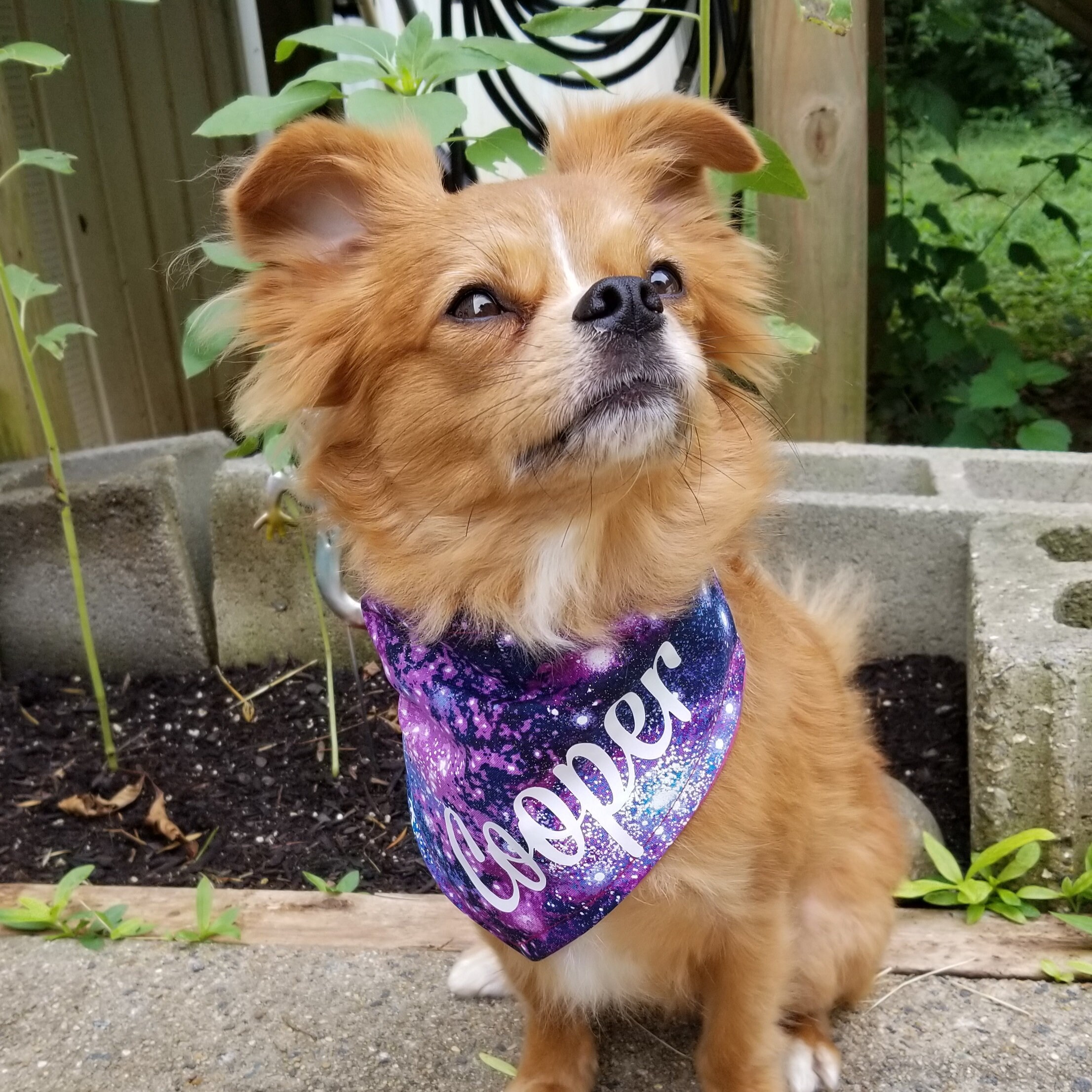 creative dog bandanas