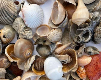 Extra Large Bag, Multi-Size lot of Natural Sea Shells for Crafting, DIY Projects, Beach accent decore’