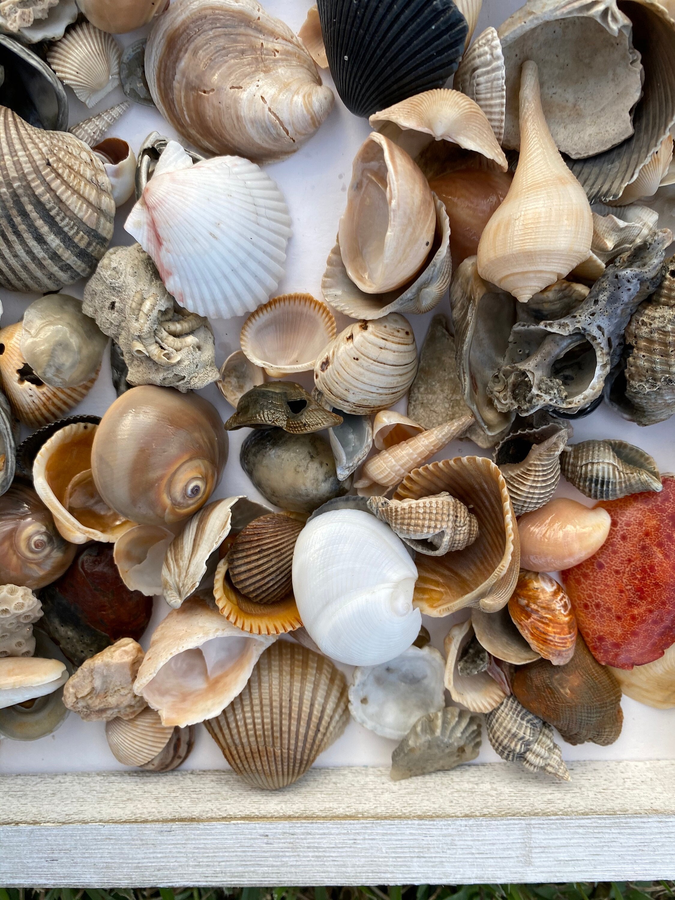Ocean Themed Party Supplies 30PCS Natural Purple-Red Scallop Shells - 2 ...