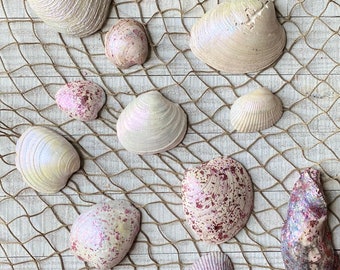11 schimmernde, elegante Muscheln für Meerjungfrauenparty oder Strandhochzeit Verzierungen