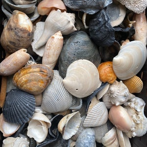 May include: A collection of seashells in various shapes, sizes, and colors, including white, brown, gray, and black. The shells are arranged in a basket.