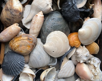 Große Tasche, mittelgroße natürliche Muschelvielfalt zum Basteln, Dekorieren oder Basteln