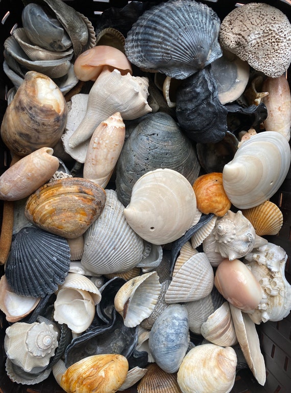 Large Bag Medium/large Size Natural Seashell Variety Lot for