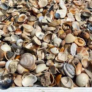 Tiny Mini Small Seashells Variety Lot for Crafting, DIY, Beach, Coastal Themed