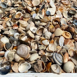 Minuscole mini piccole conchiglie naturali varietà lotto per artigianato, fai da te o collezione