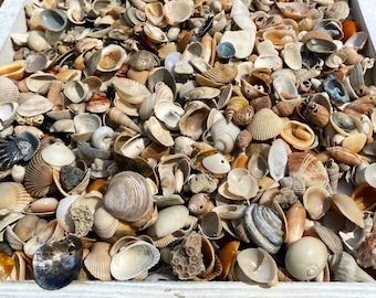 Winzige Mini Kleine Natürliche Sea Shell Variety Lot Zum Basteln, DIY oder Sammeln