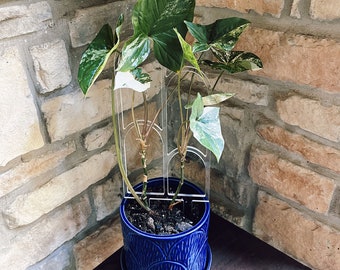 Acrylic Arch Plant Trellis | Mid-Century Modern Indoor Plant Support