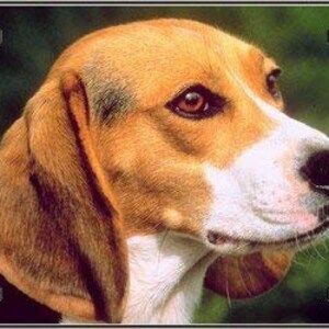 Beagle top license plate
