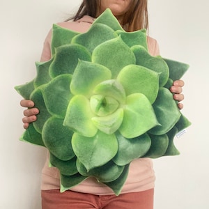 succulent cushion