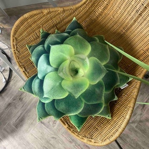 Succulent pillow / green succulent / Echeveria pillow / plant pillow / succulent cushion / succulent lovers / plant shaped pillow zdjęcie 5