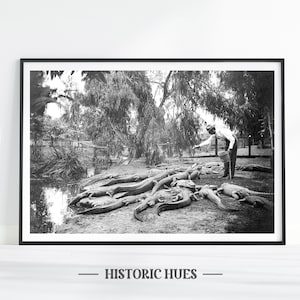 Vintage Crocodile Print, Alligator Print, Vintage Wall Art, Crocodile Poster, Alligator Decor, Reptile Art Print, Florida Print, Gator Art