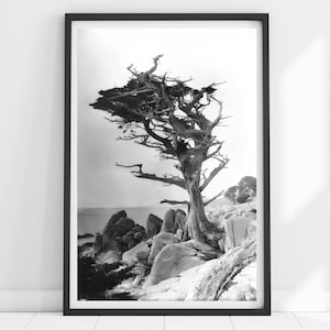 Vintage Tree Print, Cypress Tree Print, Black and White Art, Tree Photography, Tree Poster, Botanical Art Print, Coastal Wall Art, Neutral