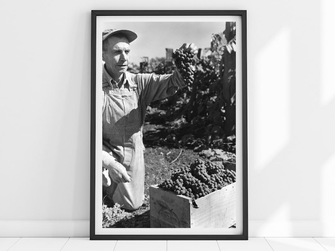 Vintage Wine Print, Wine Wall Art, Wine Poster, Wine Gift, Vineyard