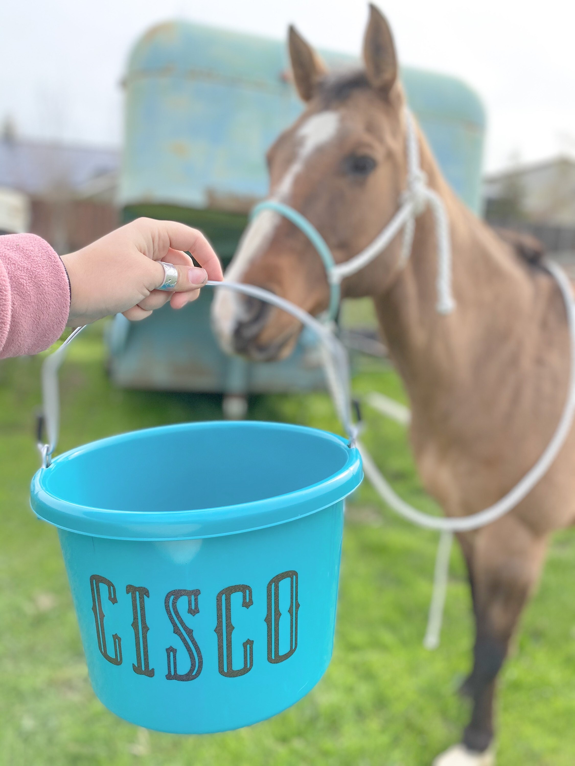 Horse Feeders for sale 44 ads for used Horse Feeders