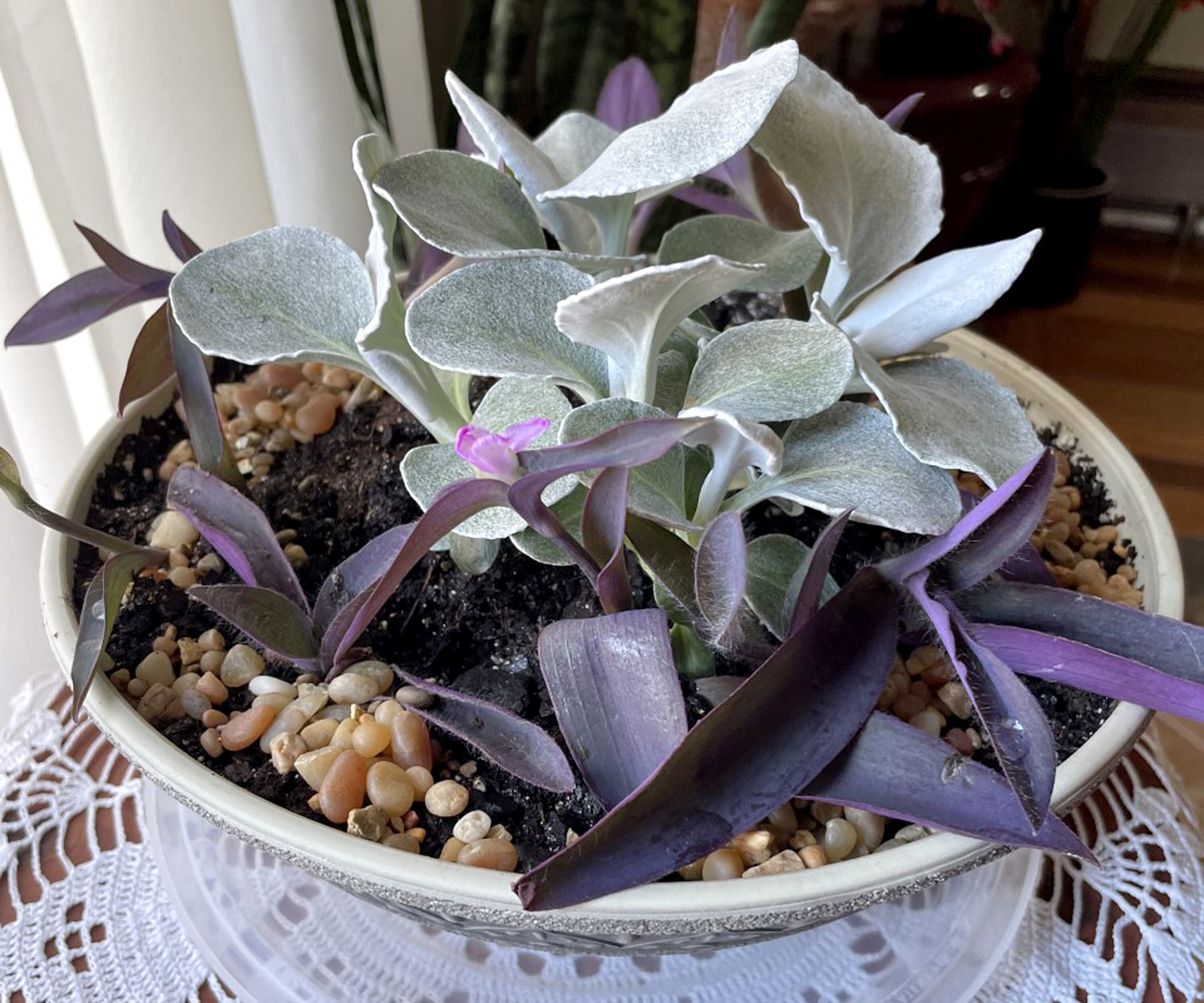 Angel Wings Senecio Rooted Plant 6 potted Plant FREE Etsy