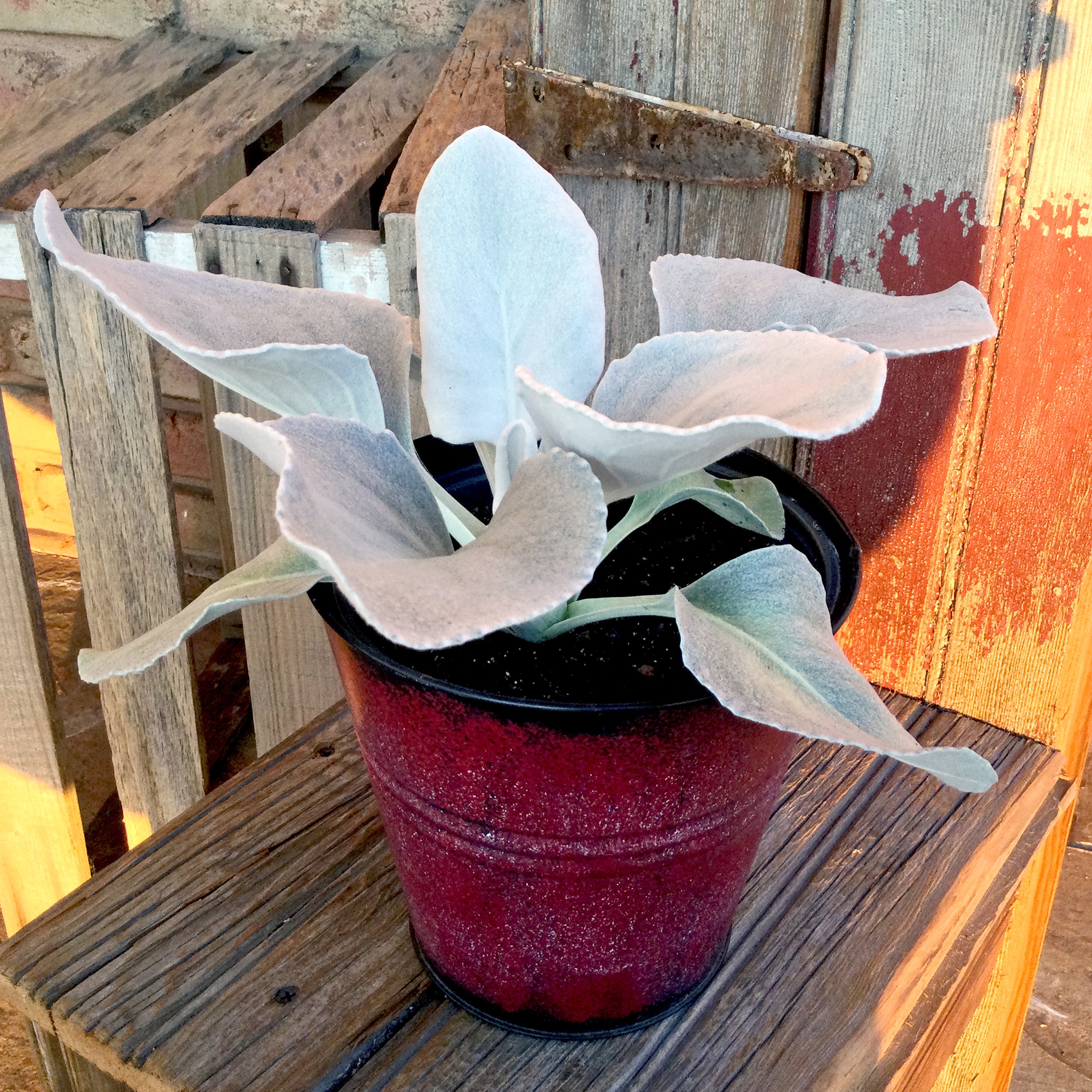 Angel Wings Senecio Rooted Plant 6 potted Plant FREE Etsy