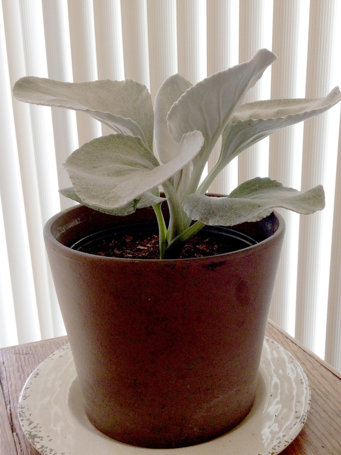 Angel Wings Senecio Rooted Plant 6 potted Plant FREE Etsy