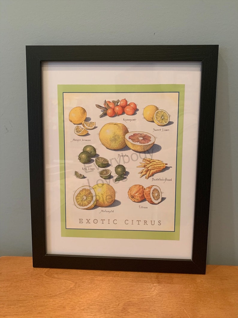 Print Exotic Citrus Cook's Illustrated Etsy