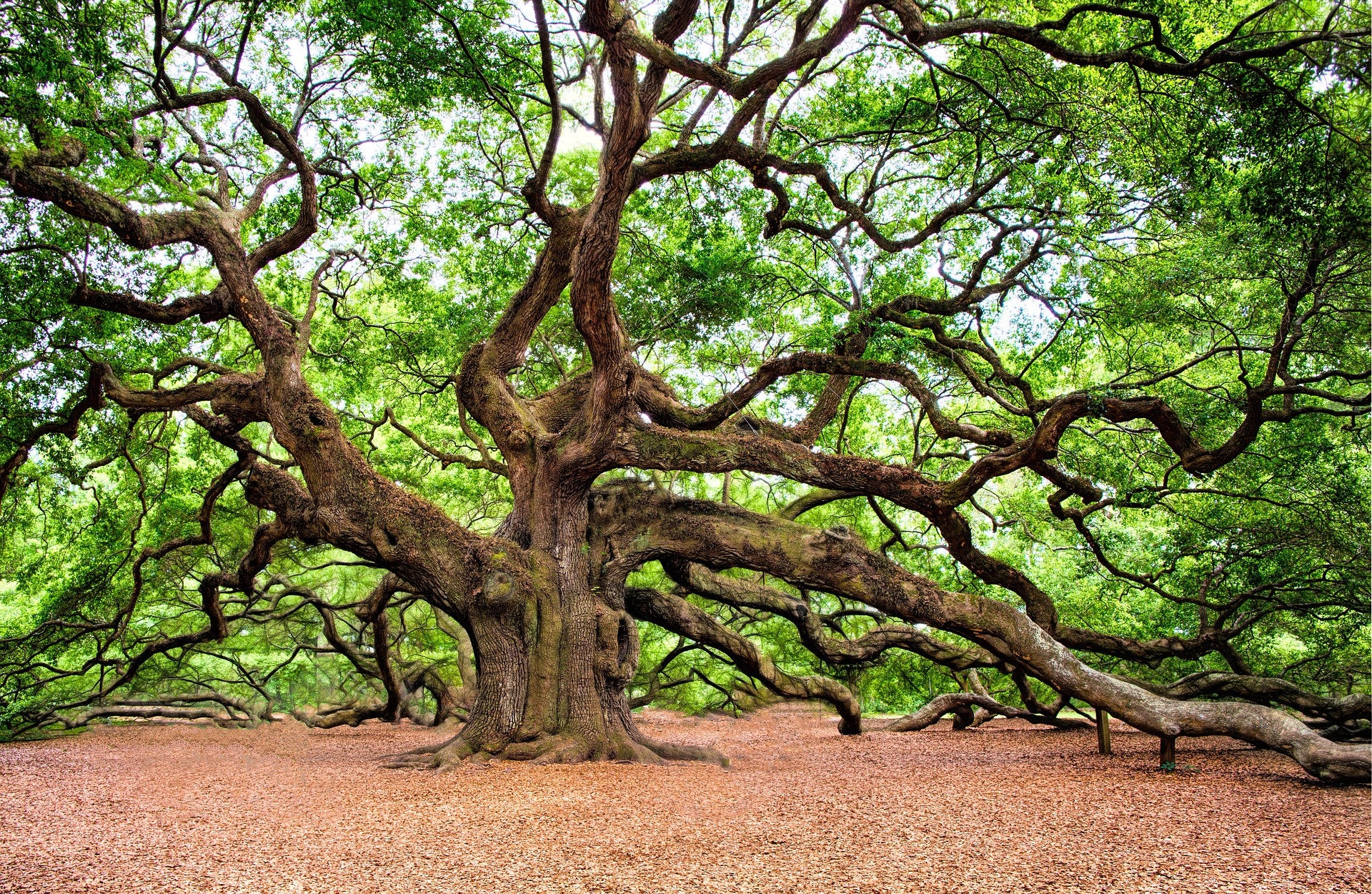 Set de Table Plastifié Magnifique Arbre