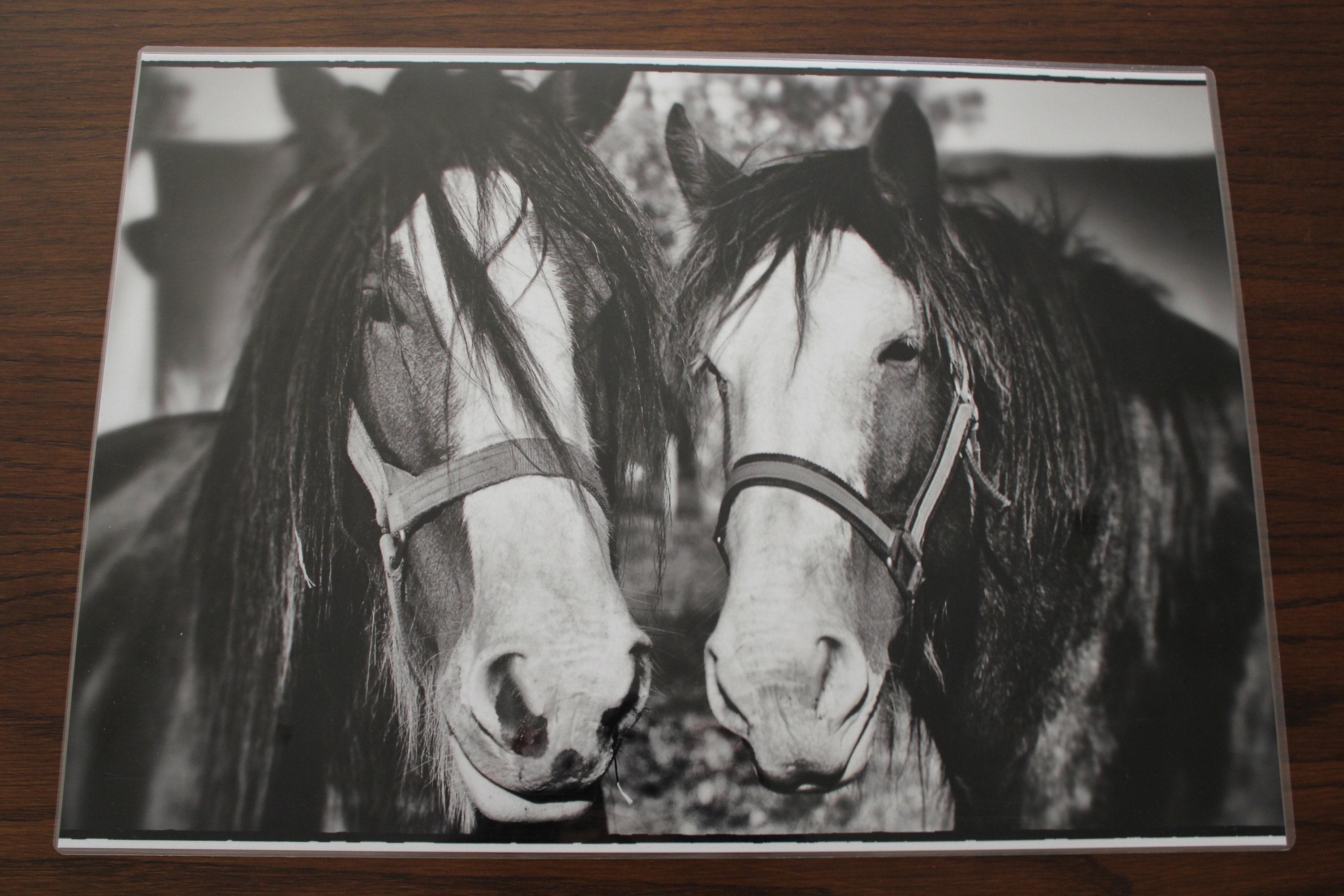 Set de Table Plastifié Têtes Chevaux