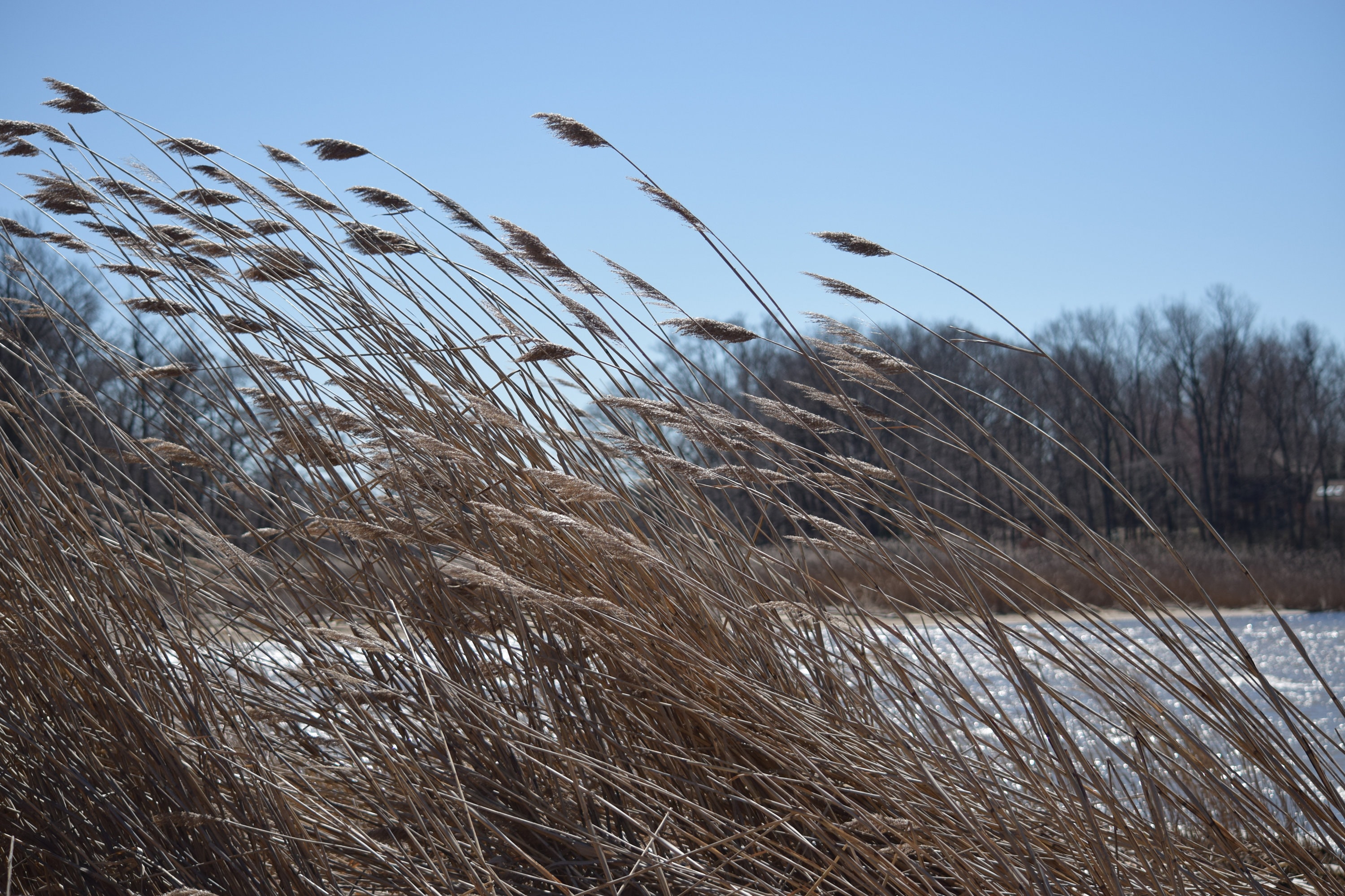 Reeds blowing in the Wind Digital Download Photo Print Etsy