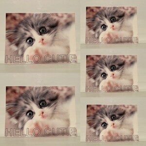 Conjunto de 5 tarjetas de felicitación postales con sobres tarjetas de regalos gatos animales Hello Cutie Kitten