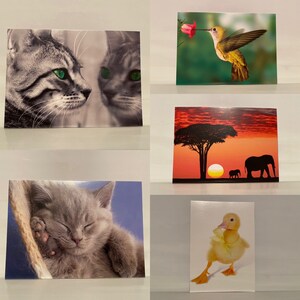 Conjunto de 5 tarjetas de felicitación postales con sobres regalos animales animales pájaros tarjetas de ojos verdes de gato humming elefante solllato
