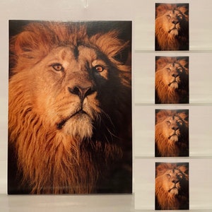 Lot de 5 cartes postales avec enveloppes Cartes-cadeaux Animal sauvage au coeur Lion