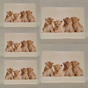 Set di 5 cartoline di auguri con buste e carte regalo Animal Kingdom Four Lion Cubs