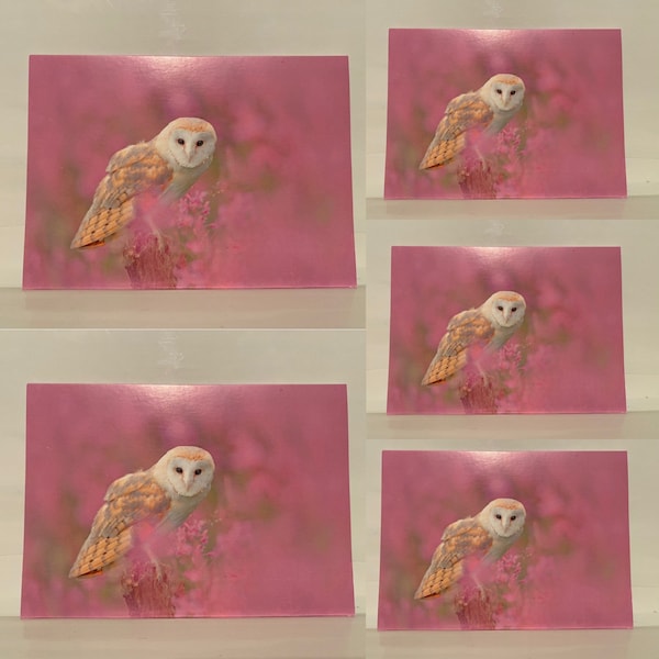 Set of 5 Greetings Card Postcards With Envelopes Gifts Cards Birds Wild Woodland White Faced Barn Owl