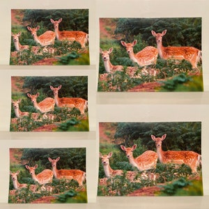 Lot de 5 cartes postales avec enveloppes Cartes-cadeaux Animal Cerf de Virginie Faons Forêt sauvage