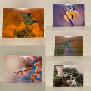 Ensemble de 5 cartes postales de carte de vœux avec des enveloppes cartes cadeaux Oiseaux European Roller Blue Tit Kingfisher Robin Egrets