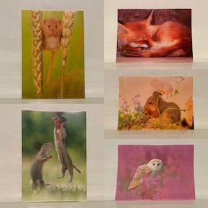 Lot de 5 cartes postales avec enveloppes Cartes-cadeaux animaux Écureuil Souris Renard Hibou