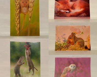 Set of 5 Greetings Card Postcards With  Envelopes Animal Gifts Cards Squirrel Mouse Fox Owl